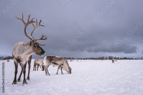 Portrait of a reindeer with massive antlers