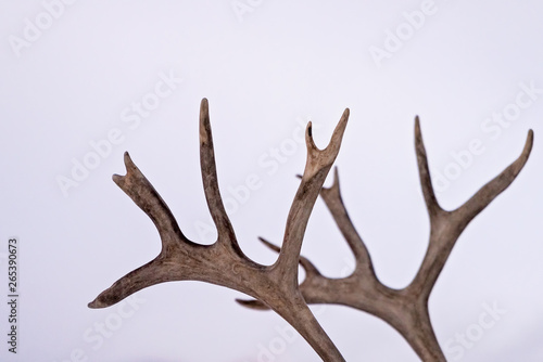 Close up of a reindeer massive antlers