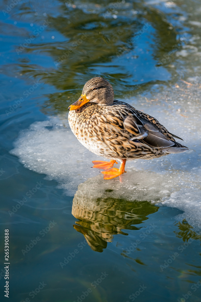 Fototapeta premium Mallard duck standing on ice
