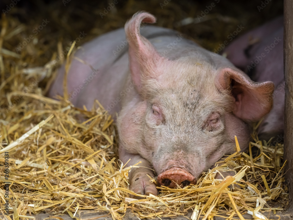 Pig sleeping in a barn