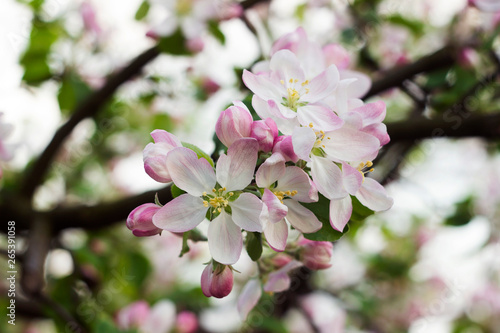 Apple blossom in the garden, white and pink flowers on the tree, background. Spring concept © lyudmilka_n
