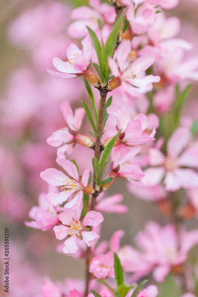 The blossoming spring bush with flowers of pink color. Plentiful seasonal blossoming. Flower background