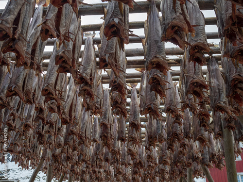 Cod fish hanfing on the rack for drying photo