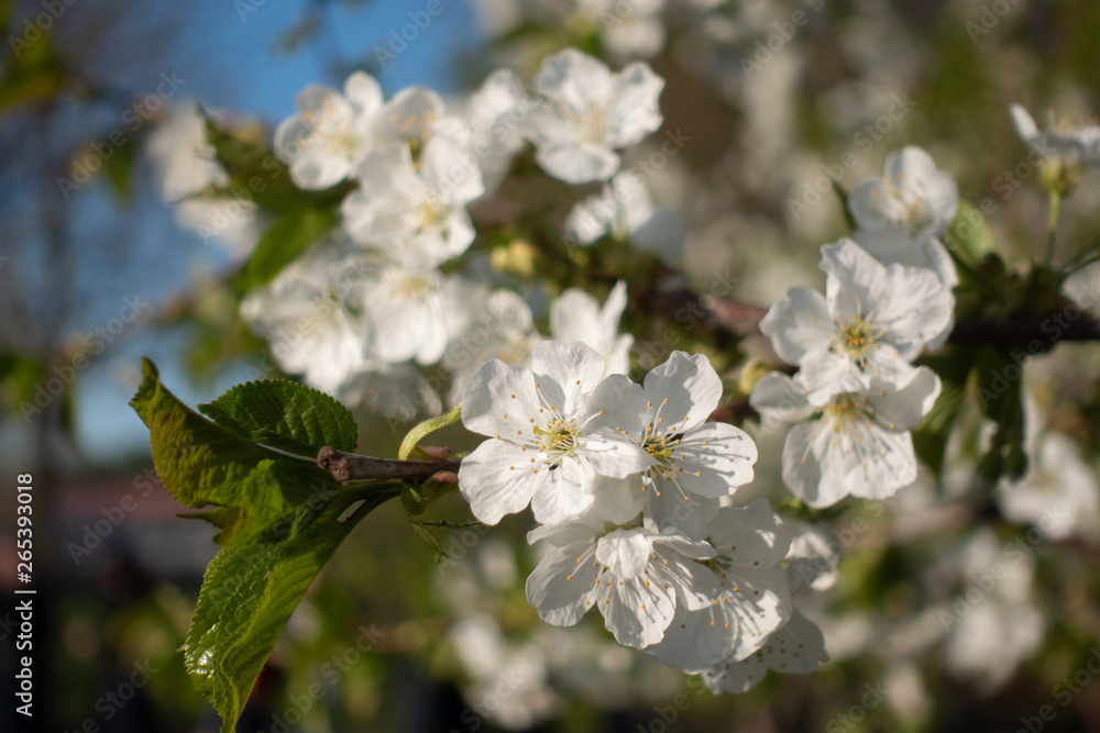 Beautiful white sakura flowers on tree, spring Beautiful white sakura flowers on tree, spring