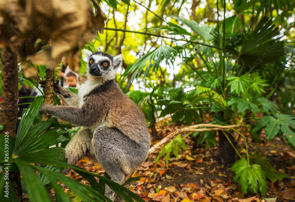 Obraz premium Lemur in wild at tropical park.
