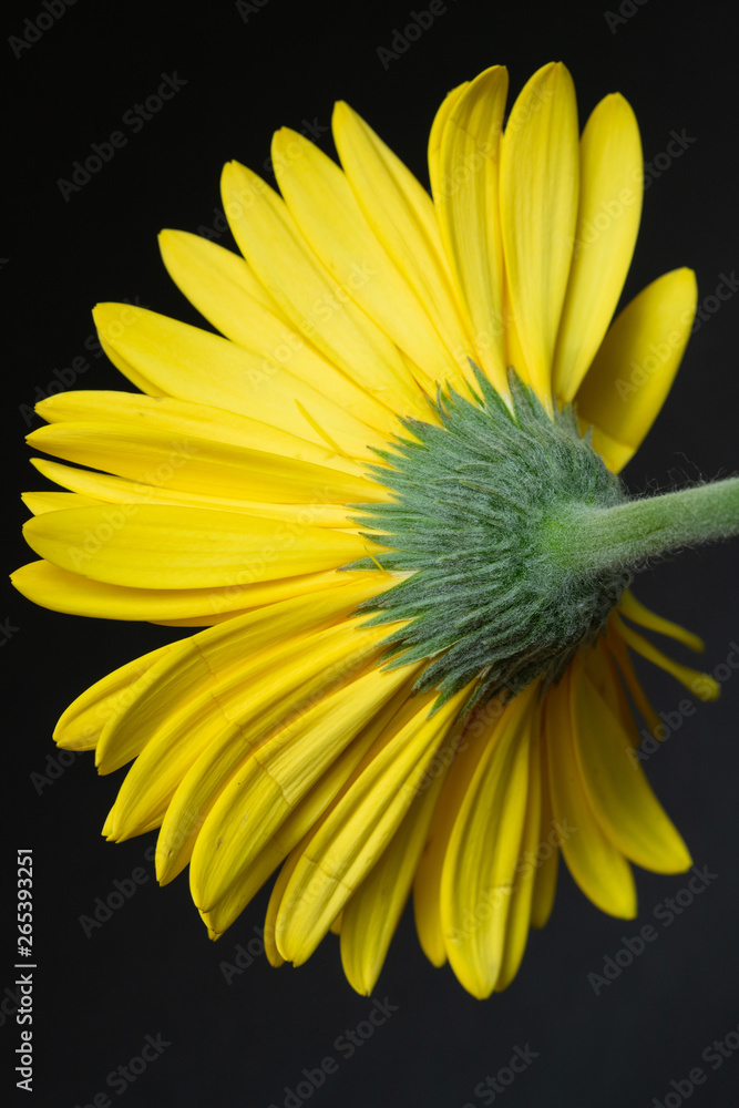 Fototapeta premium Underside of Yellow Gerber Daisy
