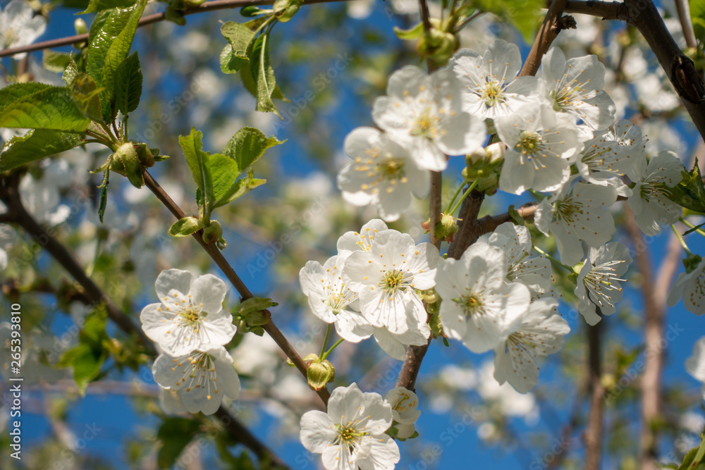 Beautiful white sakura flowers on tree, spring