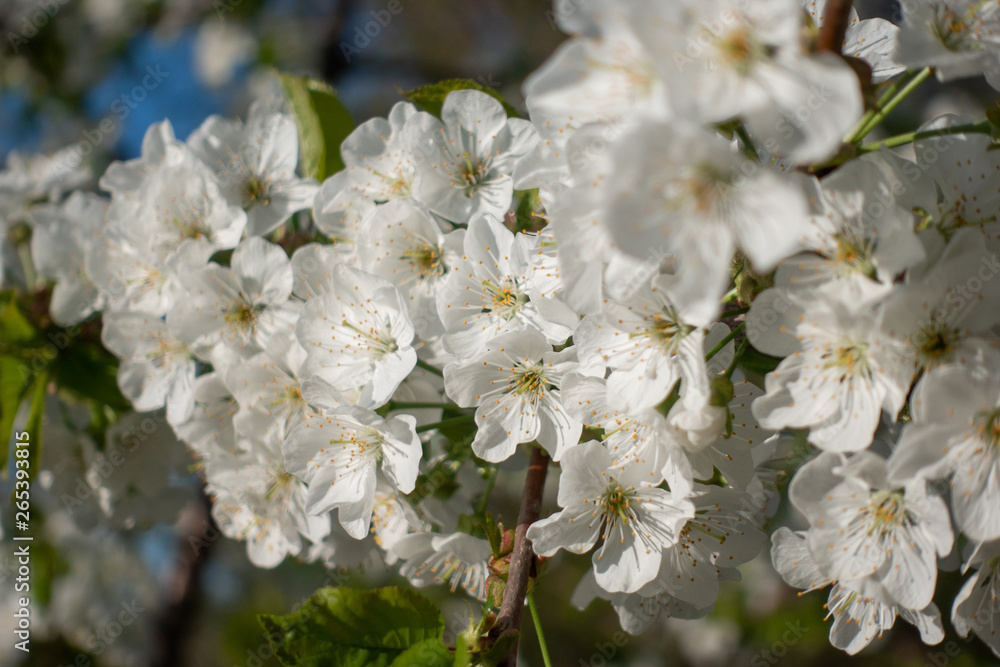 Beautiful white sakura flowers on tree, spring