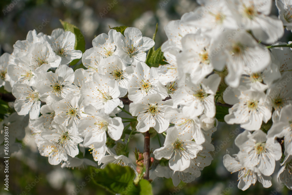 Beautiful white sakura flowers on tree, spring Beautiful white sakura flowers on tree, spring