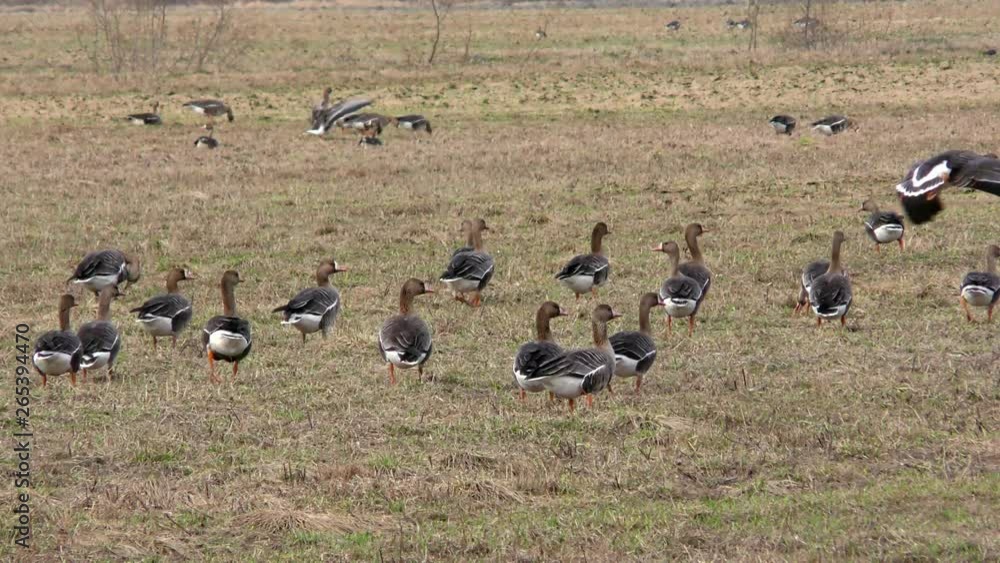 Flocks of wild migratory gray geese in the fields. Wild Life of birds geese in the natural environment. Flocks of wild migratory gray geese in the fields. Wild Life of birds geese in the natural environment.