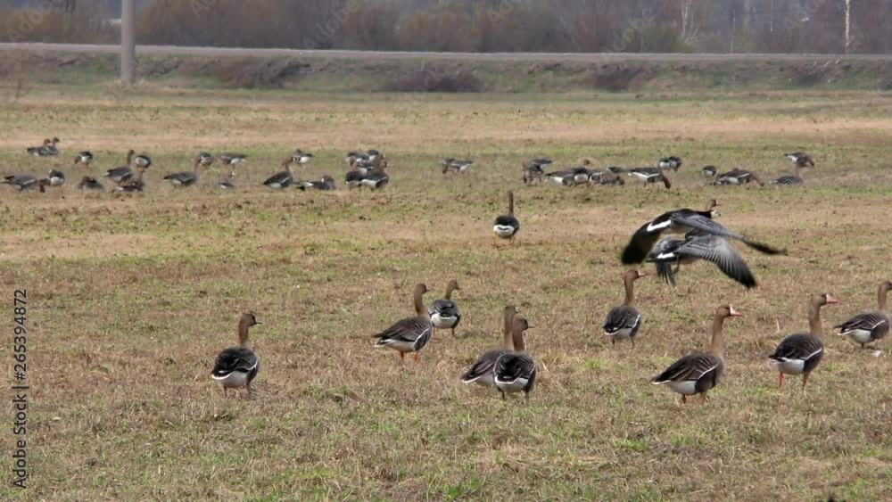 Flocks of wild migratory gray geese on respite in the fields. Wild Life of birds geese in the natural environment. Flocks of wild migratory gray geese on respite in the fields. Wild Life of birds geese in the natural environment.