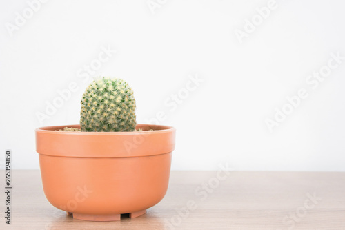 beautiful cactus and succulents
