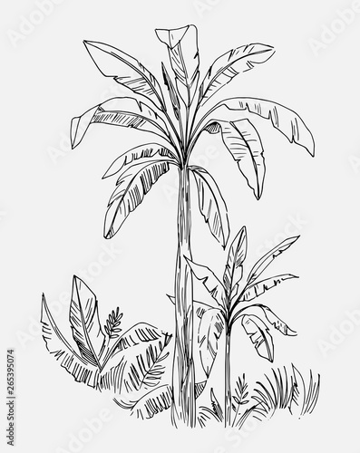 Tropical landscape with palm trees. Hand drawn outline converted to vector