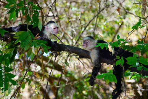 A white-headed capuchin monkey (cebus capucinus) on a fence  in Peninsula Papagayo, Guanacaste, Costa Rica © eqroy