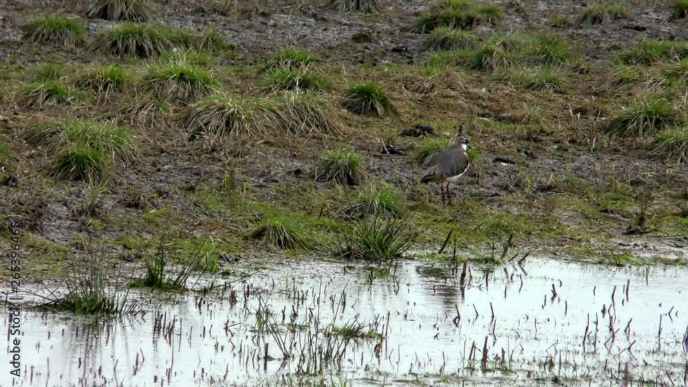 The sandpiper drives away the Kronshneps in the field. Wild Bird - close shot. The sandpiper drives away the Kronshneps in the field. Wild Bird - close shot.