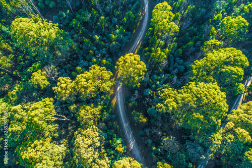Gravel road winding through eucalyptus forest at sunrise - aerial view