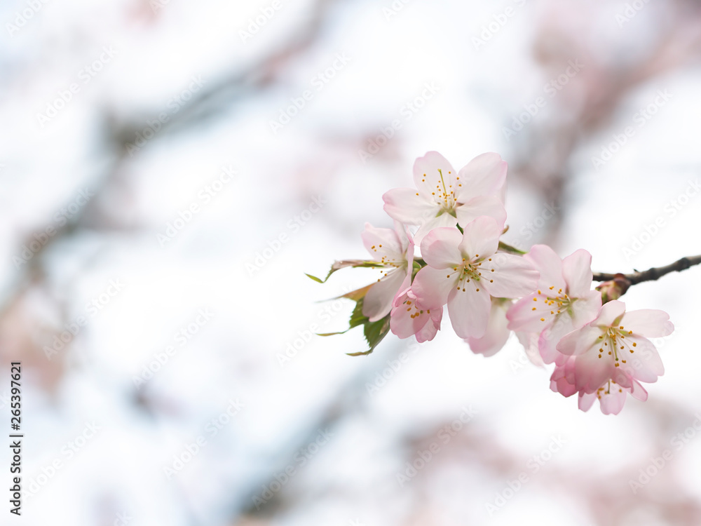 flowering tree in spring garden flowering tree in spring garden