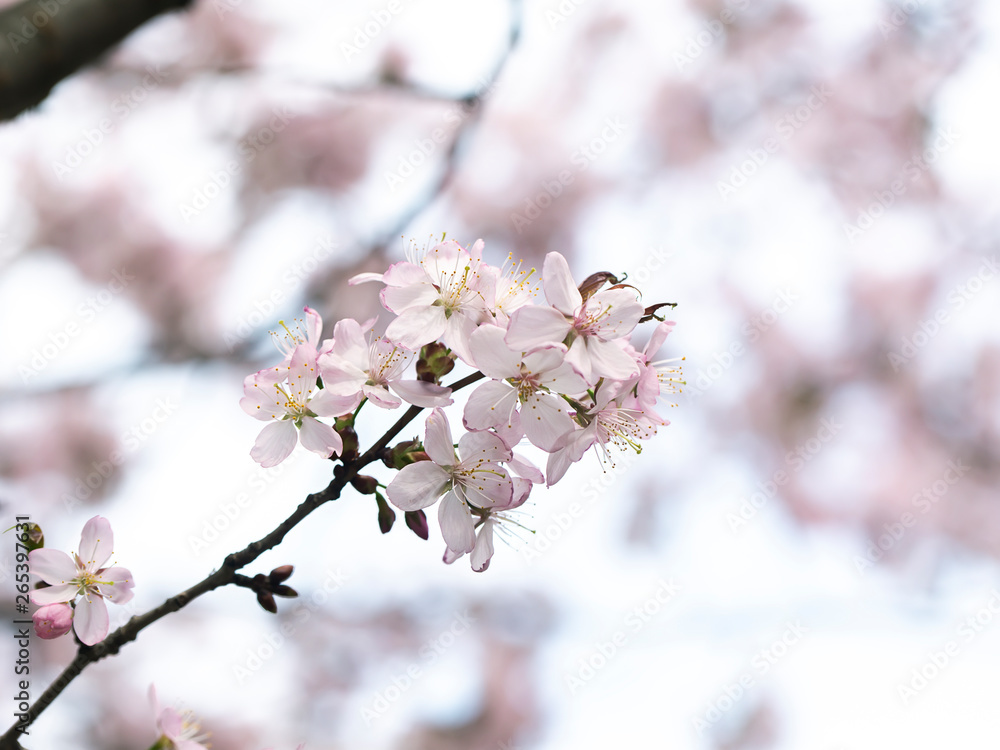 flowering tree in spring garden