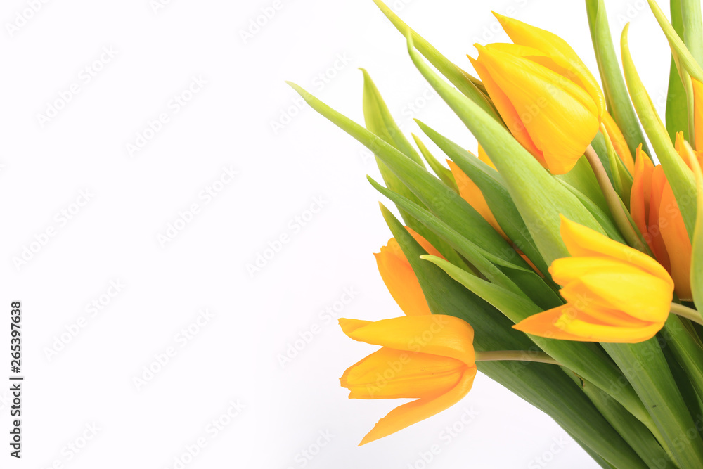 yellow tulips isolated on white background. yellow tulips isolated on white background.