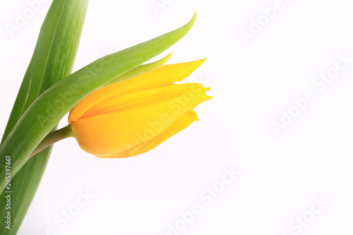 yellow tulips isolated on white background.