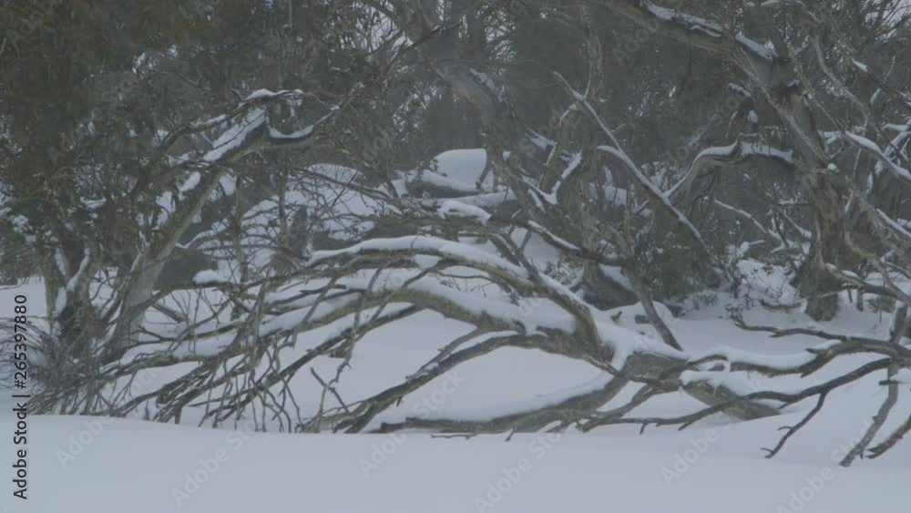 A hand held wide shot of the snow resting on some trees in a forest with a big, dead tree in focus on a cold, dull day A hand held wide shot of the snow resting on some trees in a forest with a big, dead tree in focus on a cold, dull day