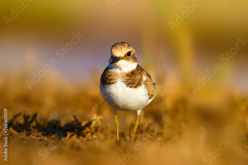 Cute little water bird. Common Ringed Plover. Yellow green nature background. 