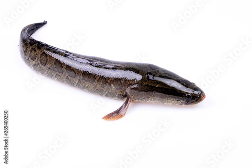 A black fish on a white background