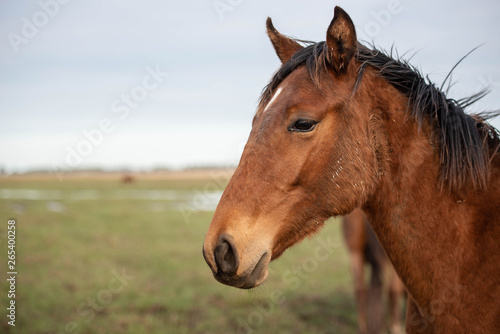 caballo animal café campo retrato © matias