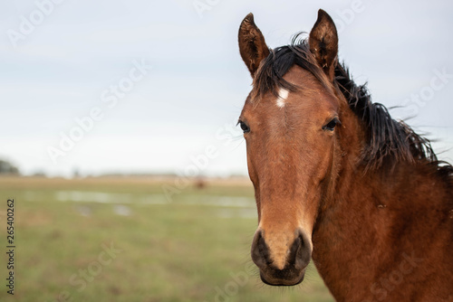 caballo animal café campo retrato © matias
