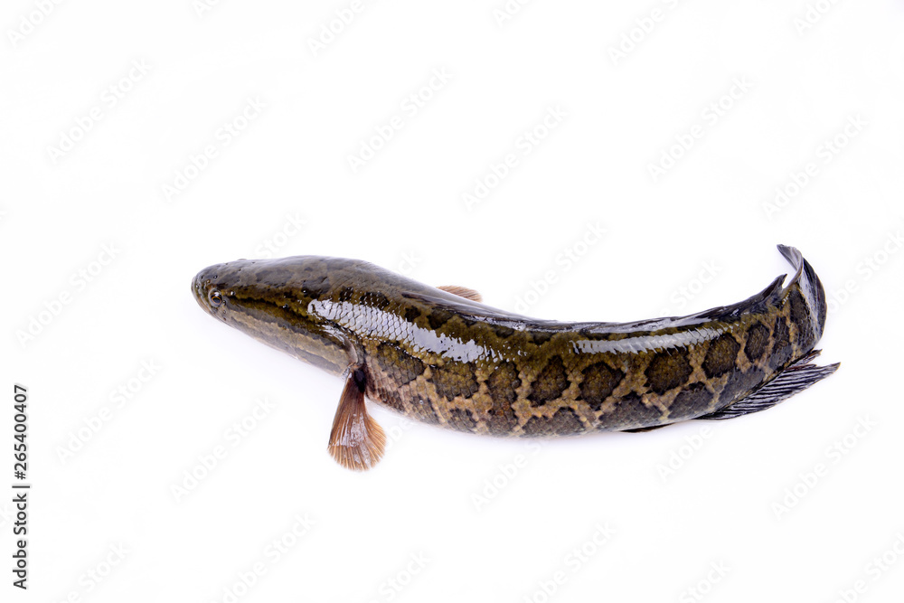 Obraz premium A black fish on a white background