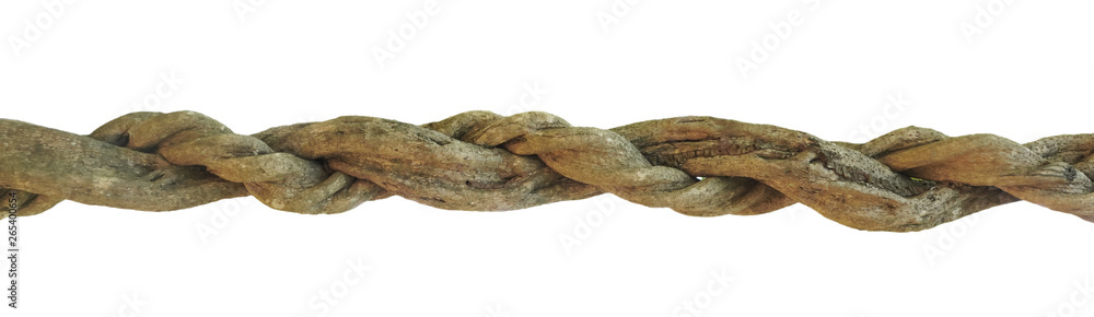 big jungle vine isolate on white background big jungle vine isolate on white background