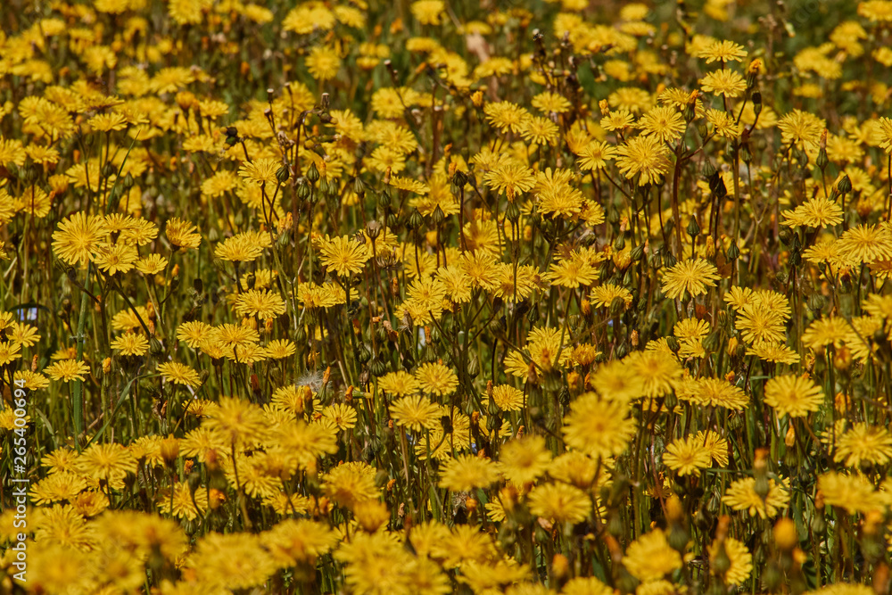 Dandelion meadow in Spain Dandelion meadow in Spain