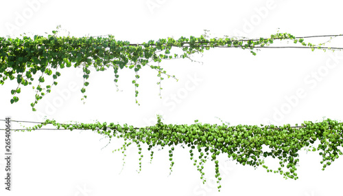 green Ivy plants hanging on electrical wires isolate white background