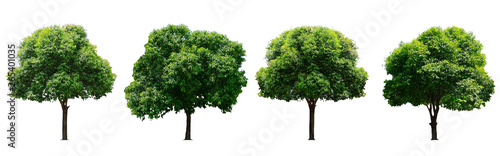 Fotografie Beautiful fresh green deciduous tree isolated on pure white background for graphic, The collection of trees