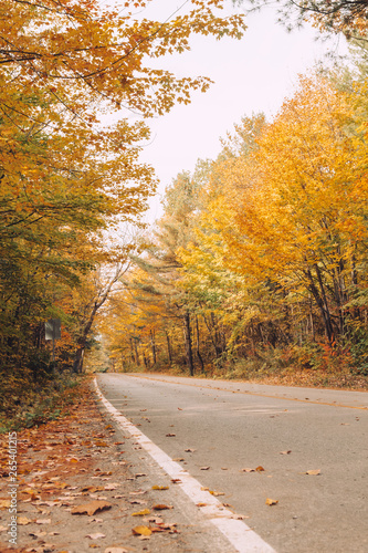 Abandoned empty road street in colorful autumn forest park with yellow orange red leaves on trees. Beautiful fall season outdoors.