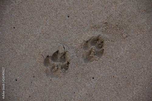 huellas de perro en la arena del mar
