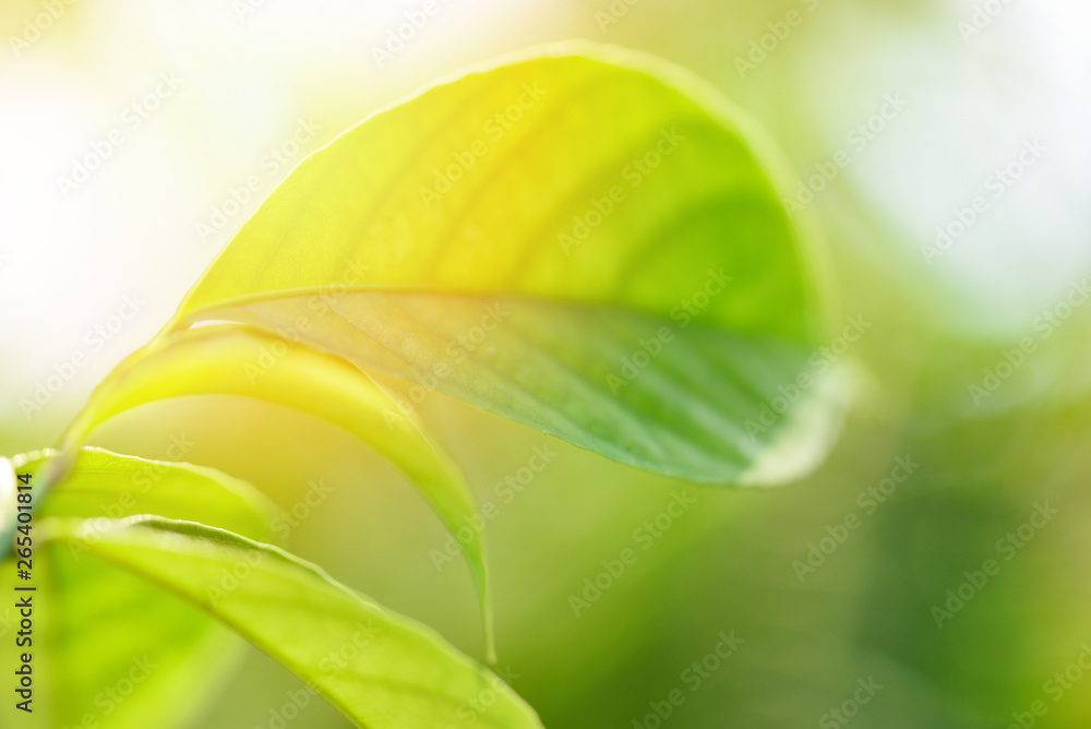 Natural green leaf on blurred sunlight background in garden ecology fresh leaves tree Natural green leaf on blurred sunlight background in garden ecology fresh leaves tree