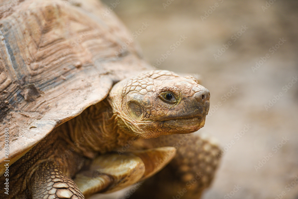 African spurred tortoise / Close up head turtle African spurred tortoise / Close up head turtle