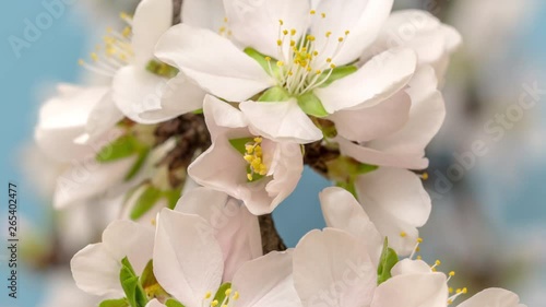 Almond Fruit Flower Blossom Timelapse on a Blue Background