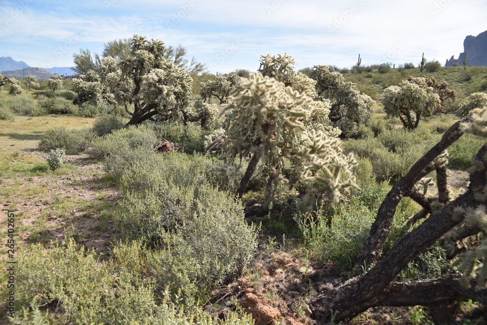 Arizona's teddy bear cholla cactus. Nickname: Jumping cholla cactus Arizona's teddy bear cholla cactus. Nickname: Jumping cholla cactus