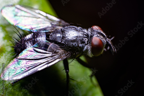 fly on the leaf closeup  © A.MIYAKE