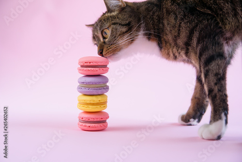 Foto Funny domestic cat sniffs delicious french macaron cakes on pink background