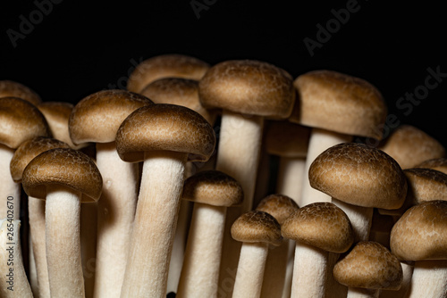 closeup Shimeji mushroom in Japan