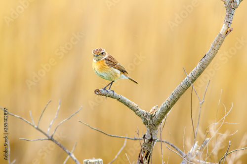 Fotografie Cule little bird on branch