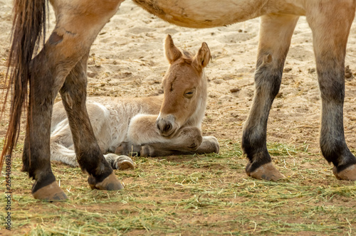 Fototapeta Naklejka Na Ścianę i Meble -  Przewalski's Horse Foal