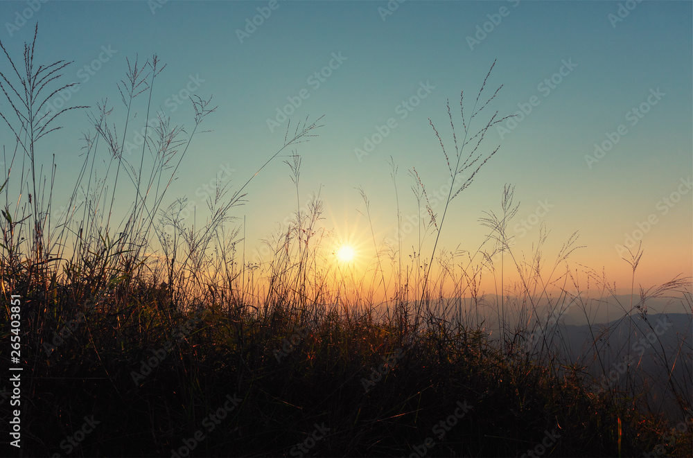 nature background with grass in the meadow and sunset