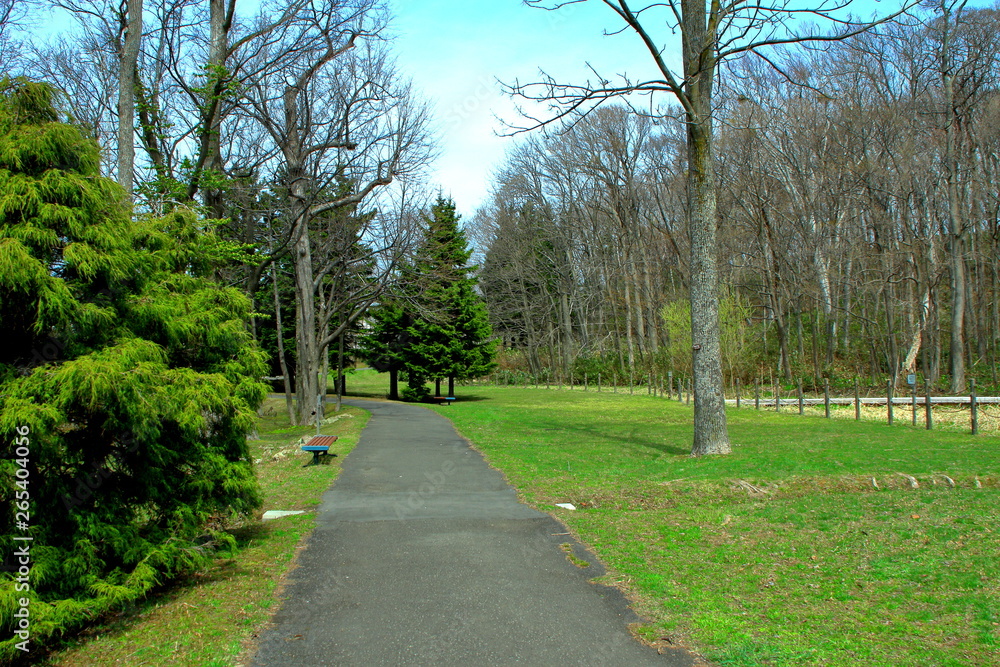 春の札幌の公園散歩道