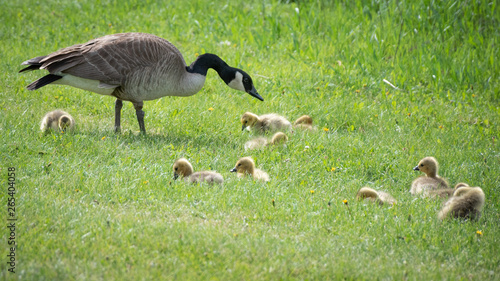 Adult Canada goose watches over goslings on grassy lawn.
