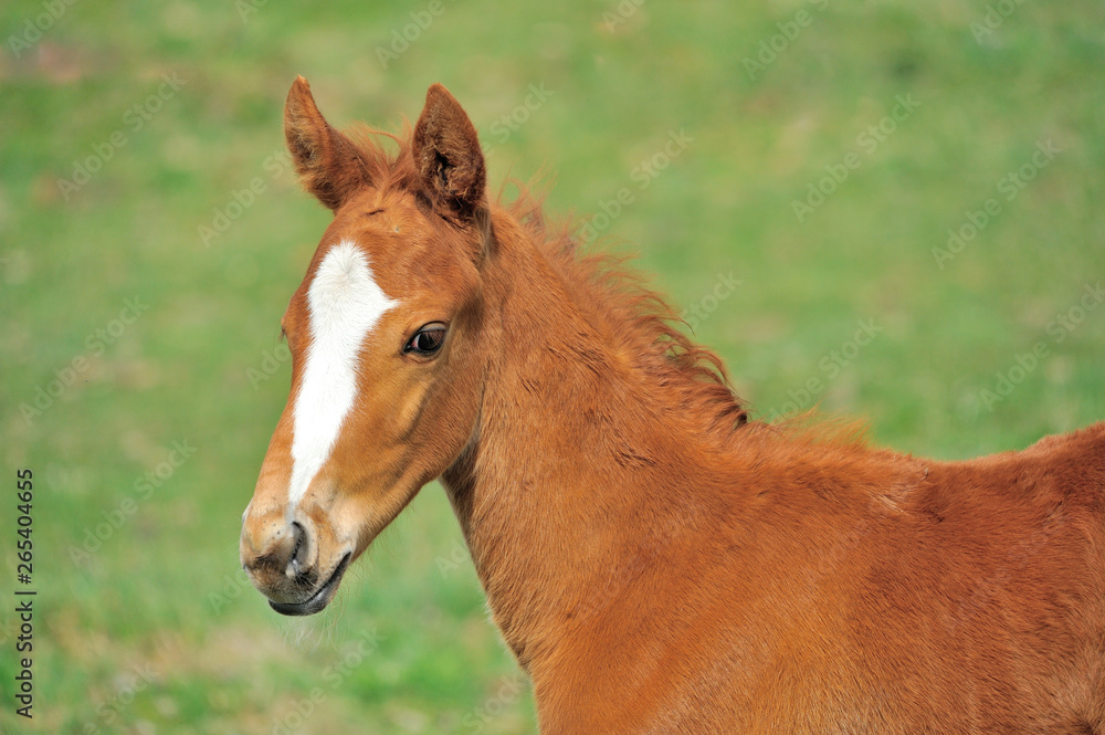 Fototapeta premium サラブレッドの子馬