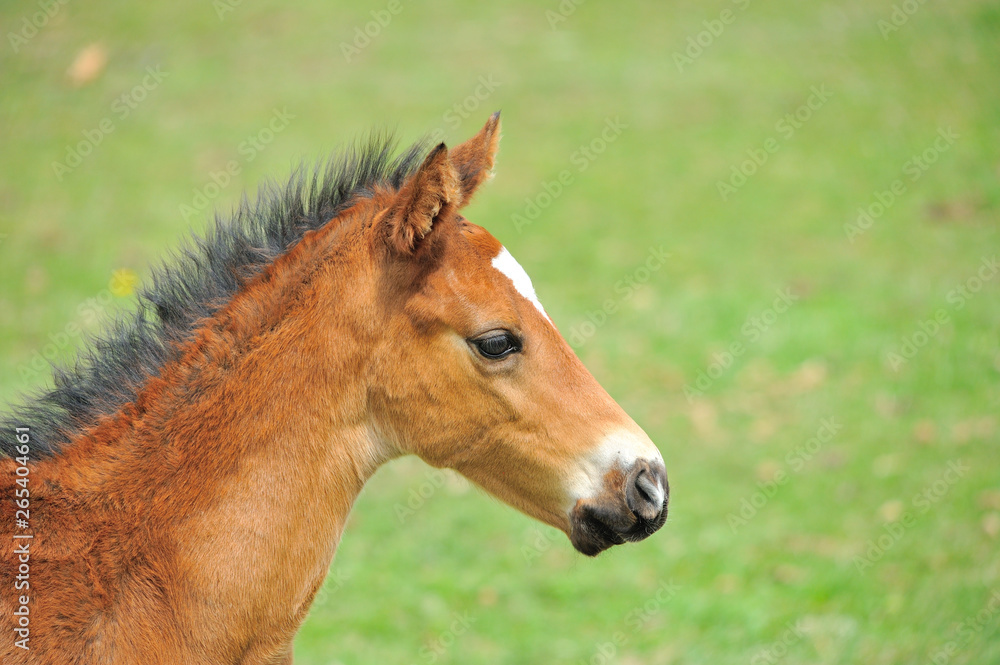 サラブレッドの子馬 サラブレッドの子馬